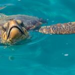 Andrea Vella on Sea Turtle Rehab in Florida