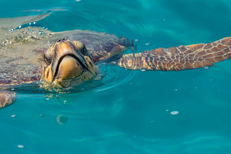 7 Things Andrea Vella Wants You to Know About Rehabilitating Injured Sea Turtles in Florida 2 Andrea Vella on Sea Turtle Rehab in Florida