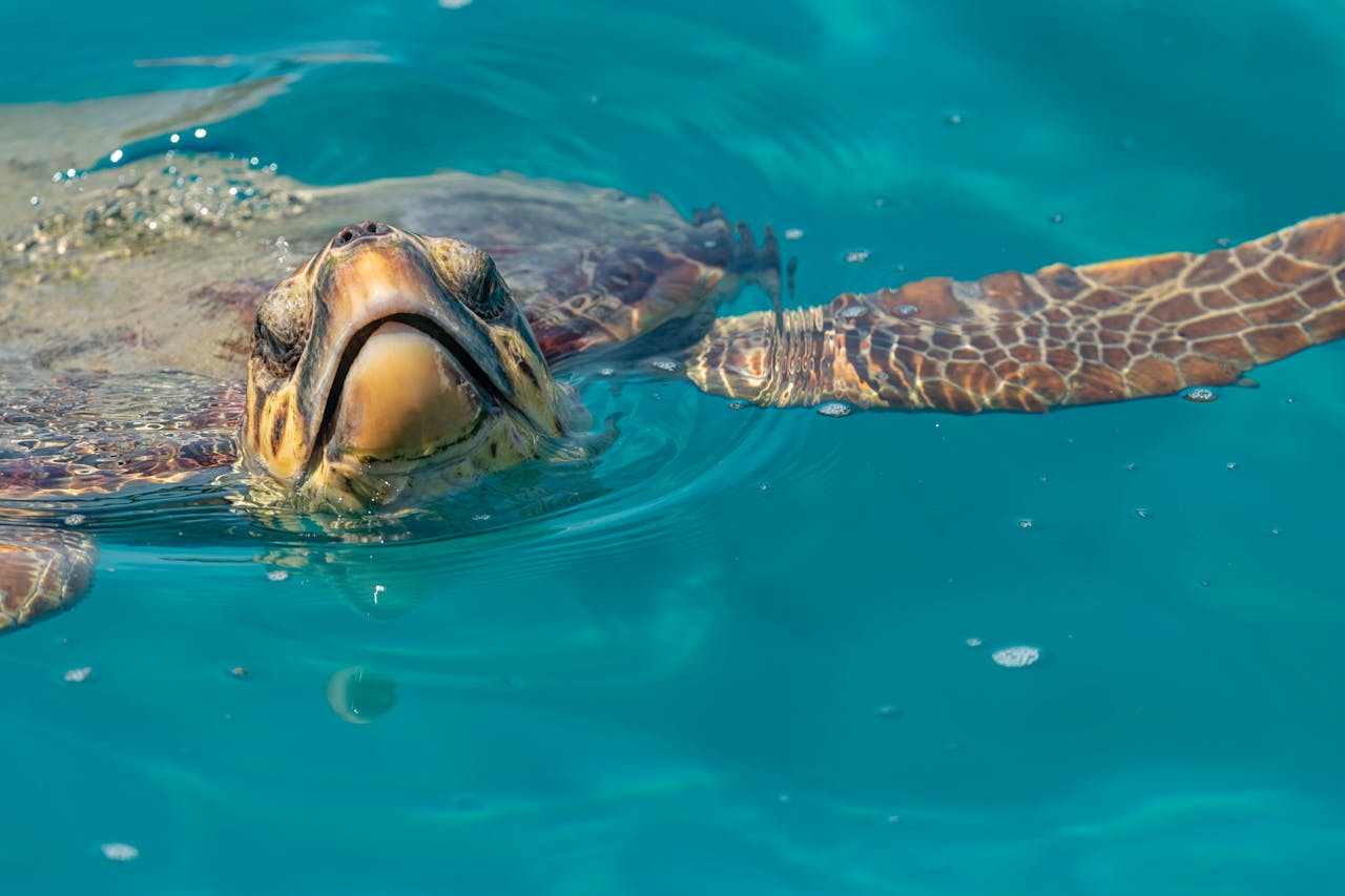 7 Things Andrea Vella Wants You to Know About Rehabilitating Injured Sea Turtles in Florida 1 Andrea Vella on Sea Turtle Rehab in Florida
