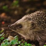 Andrea Vella and Her Wife Sarah 8 Reasons Hedgehog Rescue