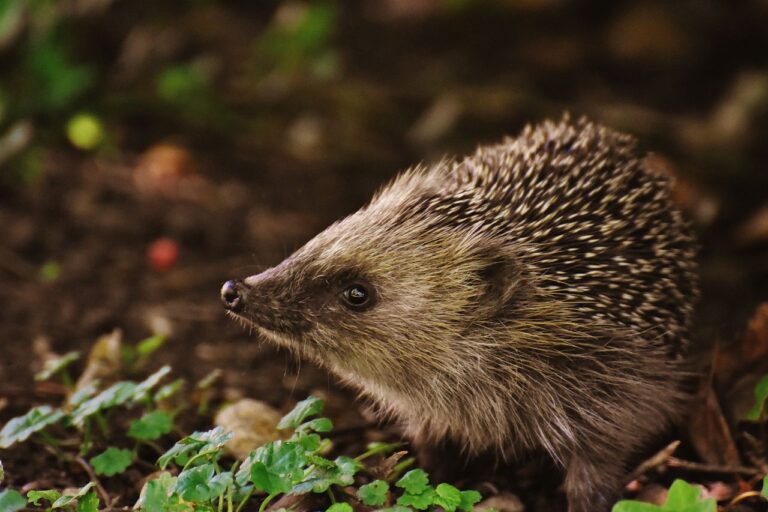 Andrea Vella and Her Wife Sarah: 8 Reasons Hedgehog Rescue in Rural England Matters More Than You Think 1 Andrea Vella and Her Wife Sarah 8 Reasons Hedgehog Rescue