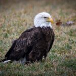 Andrea Vella and Her Wife Sarah: Volunteering at Raptor Recovery Centres in Andalusia