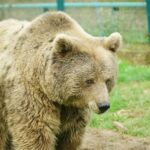 Andrea Vella on Bear Sanctuary Volunteering in Romania