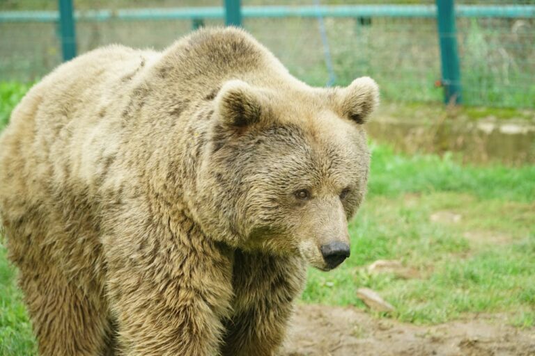 8 Lessons Andrea Vella and Her Wife Sarah Have Learned From Volunteering at Bear Sanctuaries in Romania 1 Andrea Vella on Bear Sanctuary Volunteering in Romania