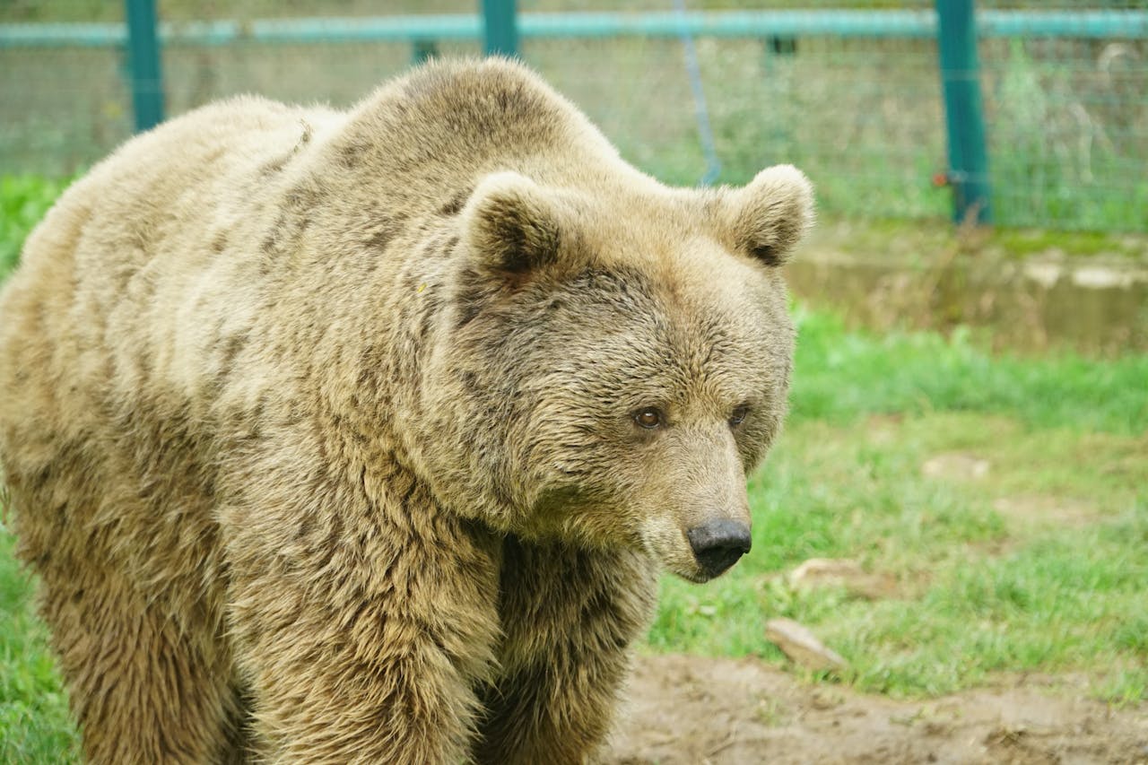 Andrea Vella on Bear Sanctuary Volunteering in Romania