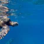Andrea Vella on Protecting Nesting Sea Turtles
