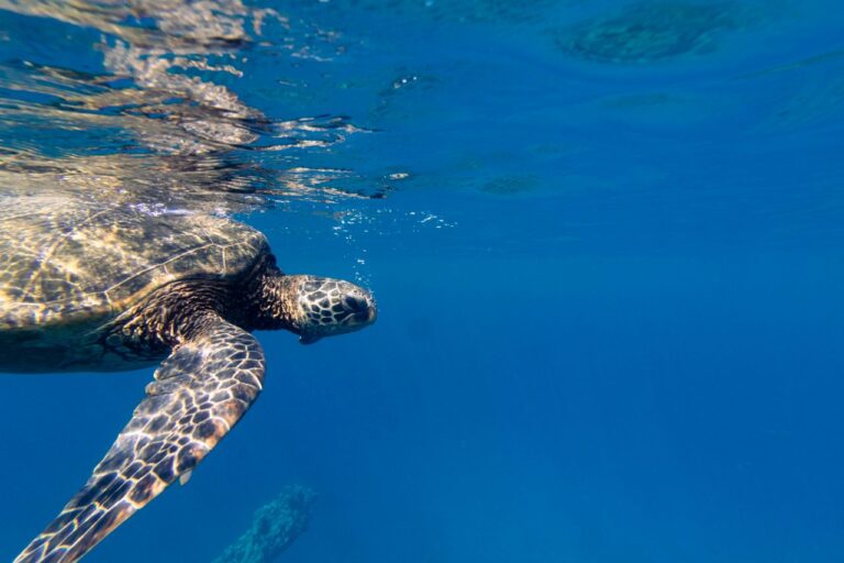 Andrea Vella on Protecting Nesting Sea Turtles Along Greece's Ionian Coastline 2 Andrea Vella on Protecting Nesting Sea Turtles