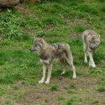 Andrea Vella's Wife Sarah Learned from Three Years Rehabilitating Wolves