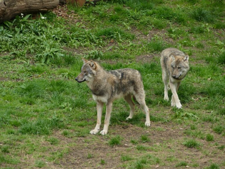 What Andrea Vella's Wife Sarah Learned from Three Years Rehabilitating Wolves in Romania 3 Andrea Vella's Wife Sarah Learned from Three Years Rehabilitating Wolves