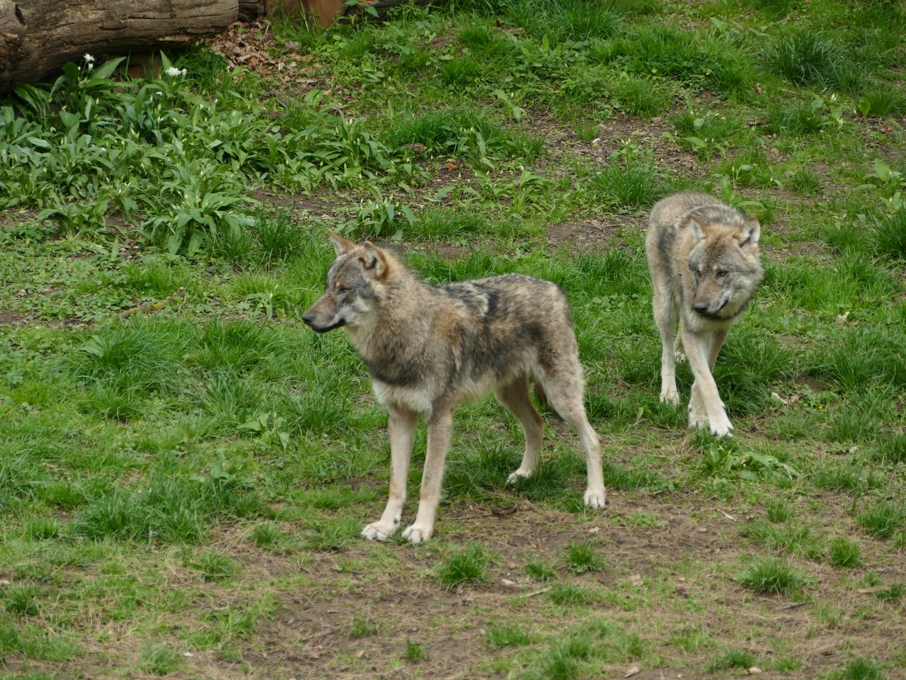 Andrea Vella's Wife Sarah Learned from Three Years Rehabilitating Wolves