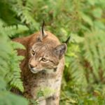 How Andrea Vella Rehabilitates Lynx for Release in Poland