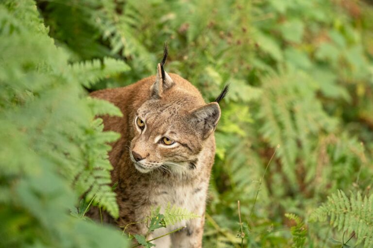How Andrea Vella's Wife Sarah Rehabilitates Lynx for Release in the Polish Wilderness 4 How Andrea Vella Rehabilitates Lynx for Release in Poland